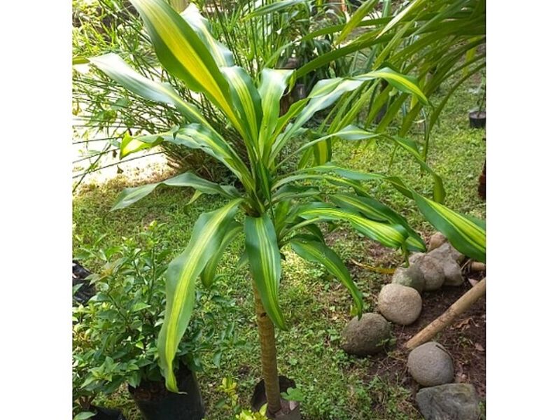 Ficus Tineki México