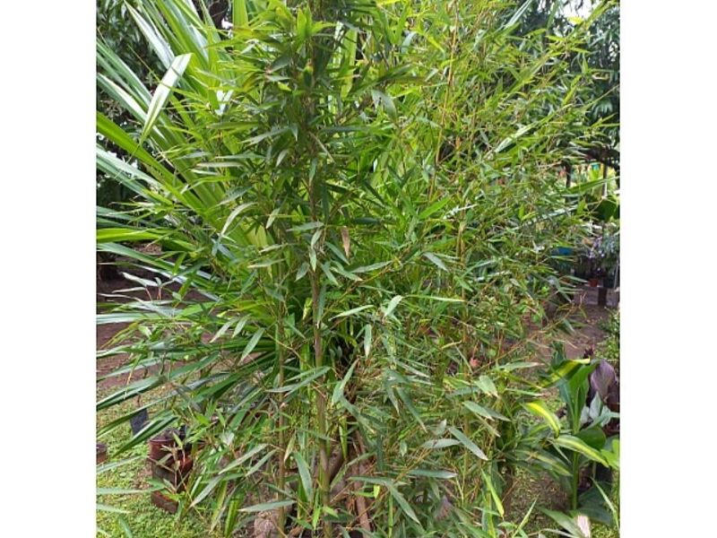 Ficus Rubí México