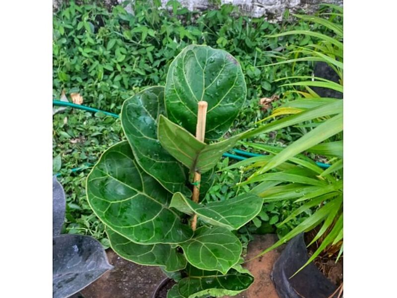 Lirio Persa México 