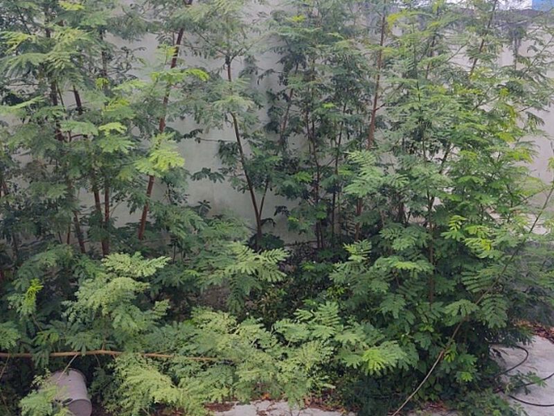 Limpieza jardín México