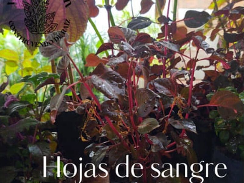 Hojas sangre México