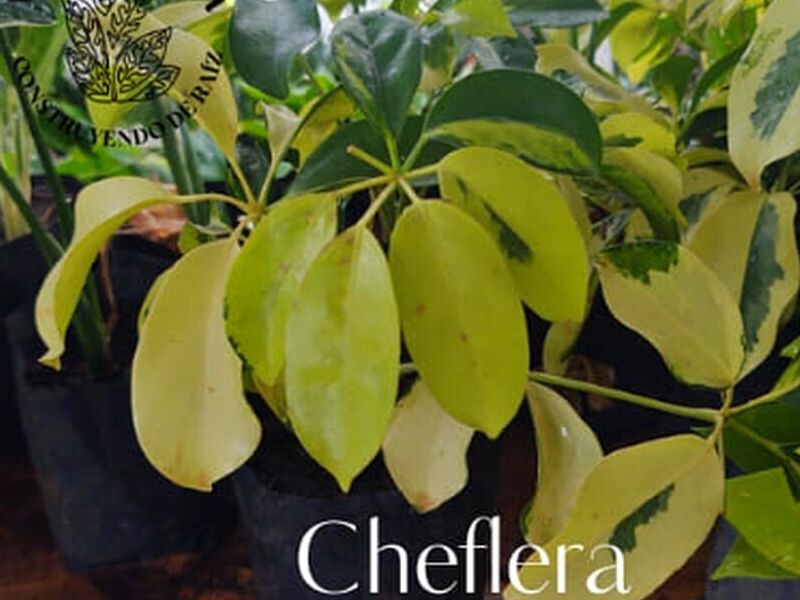 Cheflera México