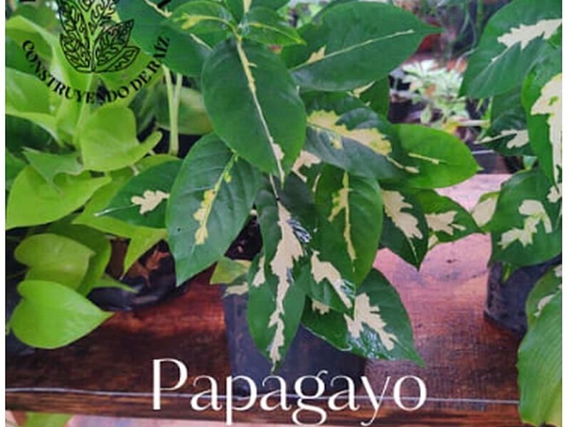 Papagayo México