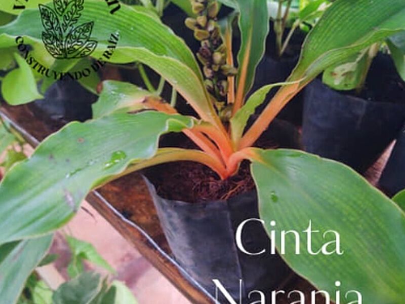 Cinta Naranja México