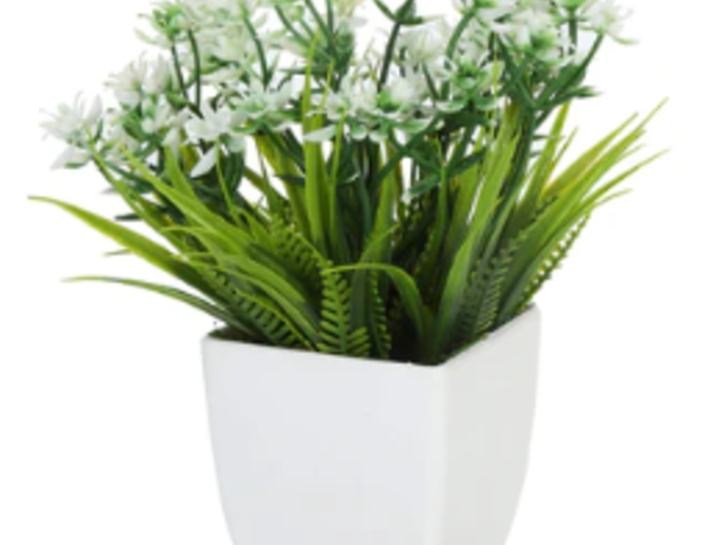 Arreglo Plantita Con Base Aguascalientes