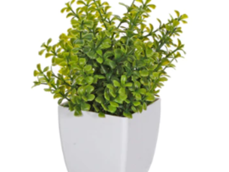 Arreglo Plantita Con Base Guanajuato