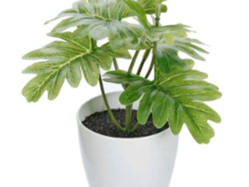 Mini Planta Con Maceta San Luis Potosí