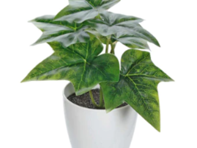 Mini Planta Con Maceta Baja California