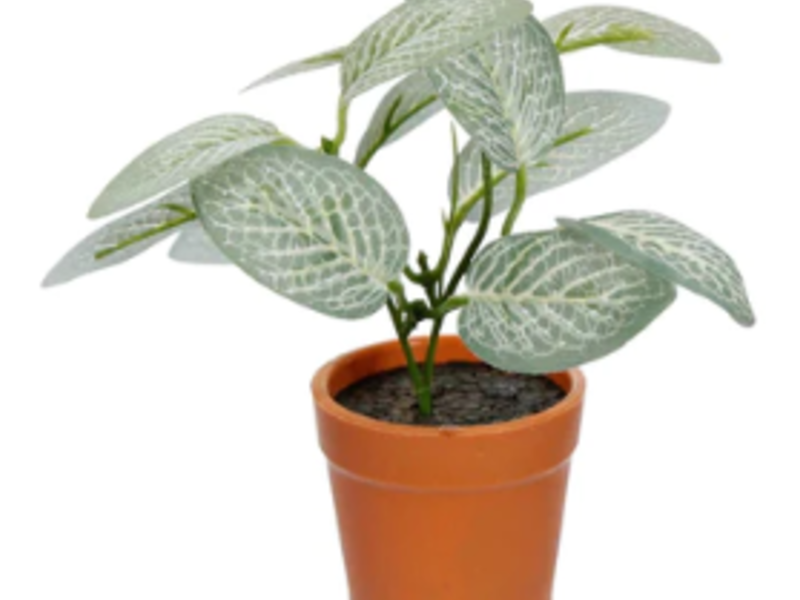 Mini Planta Con Maceta Jalisco