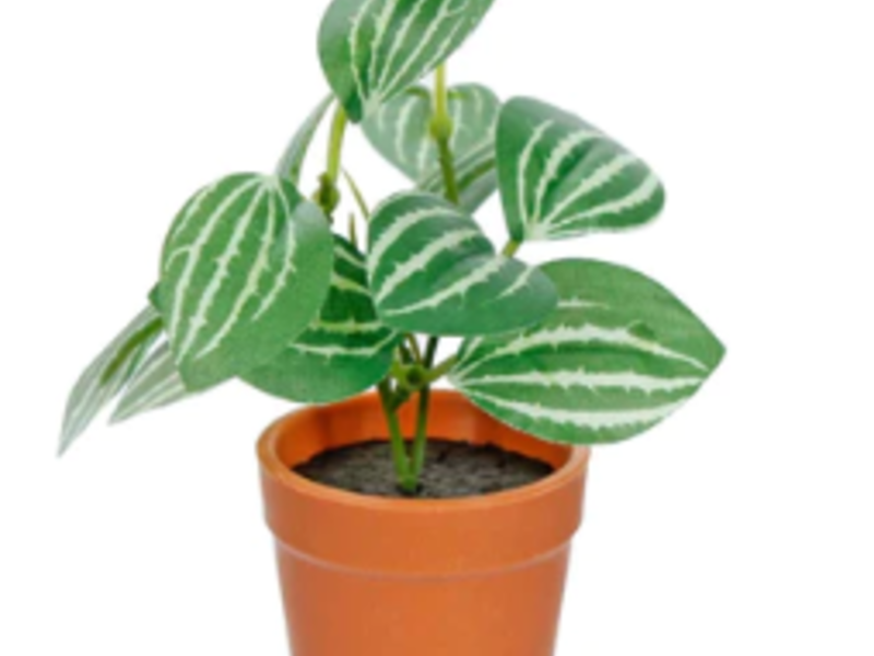 Mini Planta Con Maceta Sinaloa