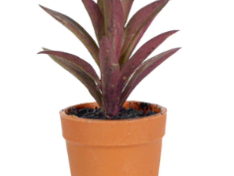 Mini Cactus Con Maceta Ciudad de México