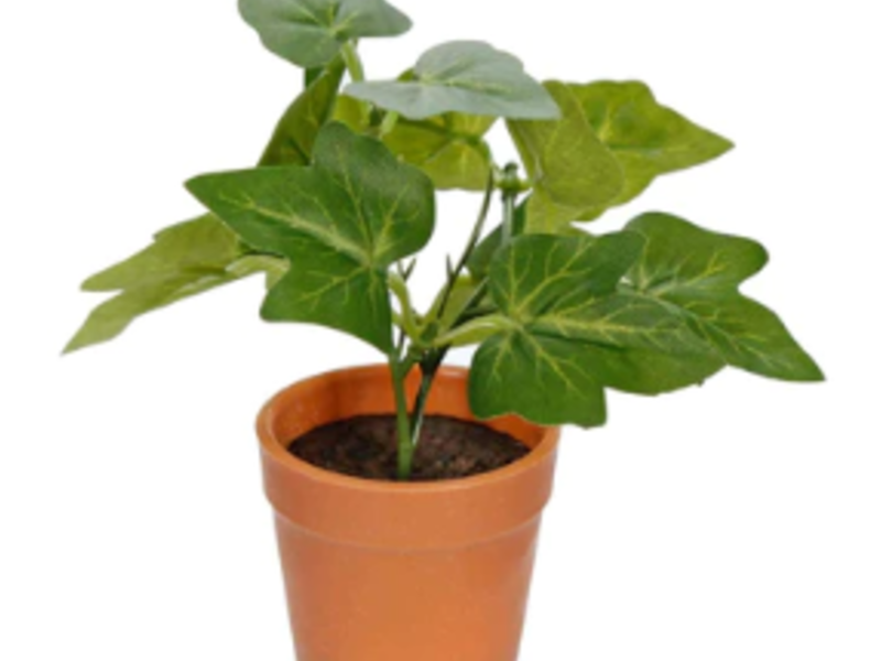 Mini Planta Con Maceta Nuevo León