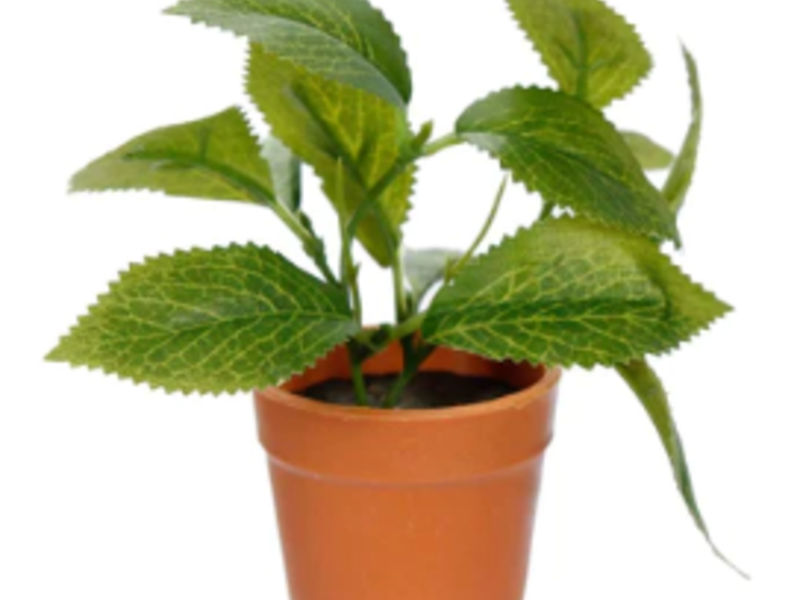 Mini Planta Con Maceta Sonora