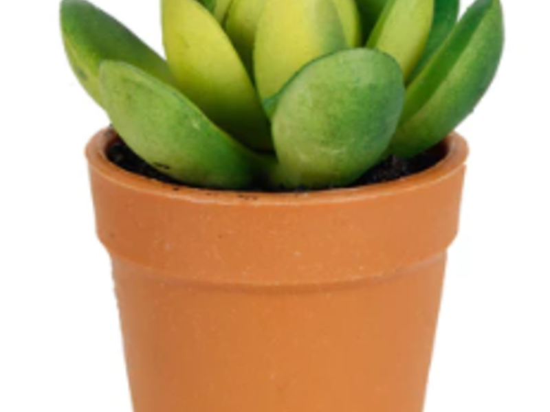 Mini Suculenta Con Maceta Coahuila