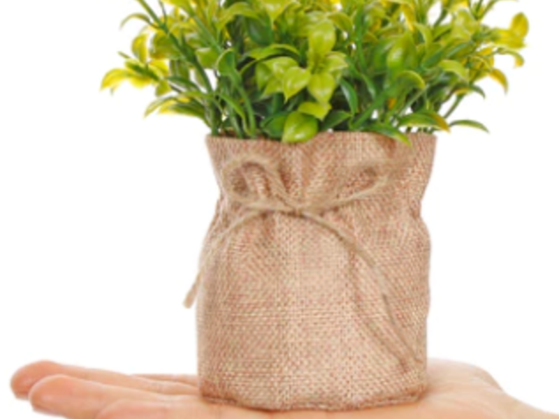 Planta Base De Yute Veracruz