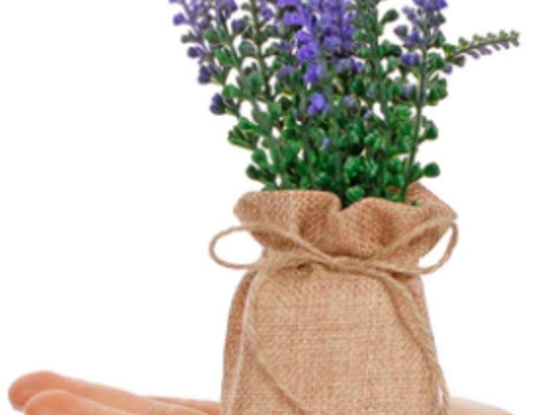 Planta Base De Yute Durango