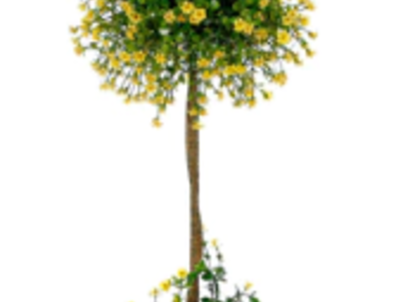 Centro De Mesa Topiario  Querétaro