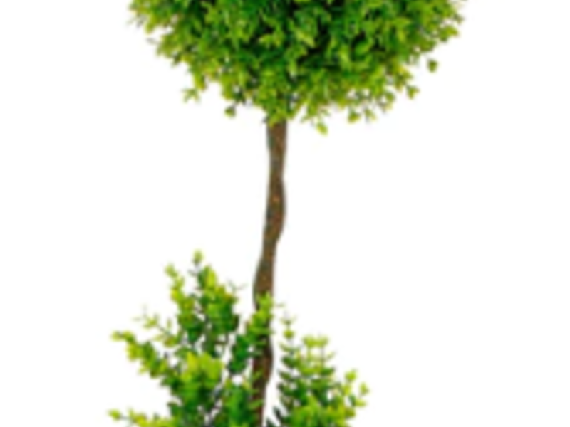 Centro De Mesa Topiario Yucatán