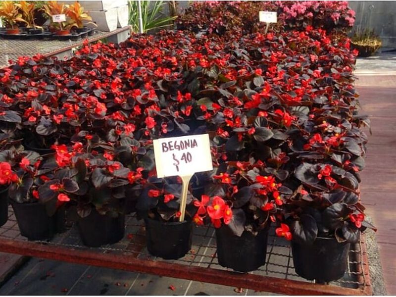 Begonia México
