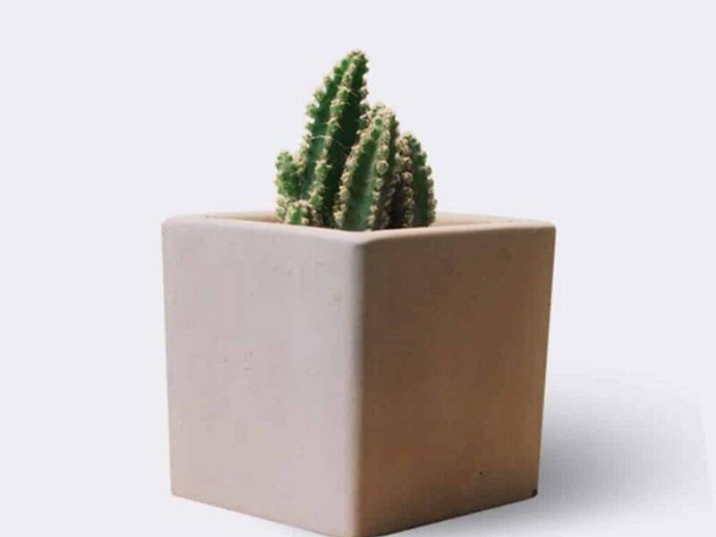 MACETAS CLEISTOCACTUS ZAPOPAN