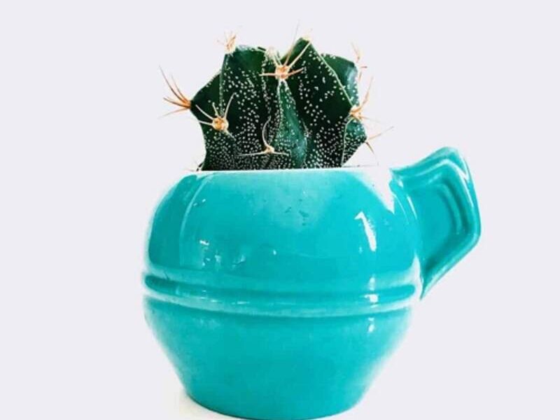 MACETA ASTROPHYTUM ZAPOPAN 