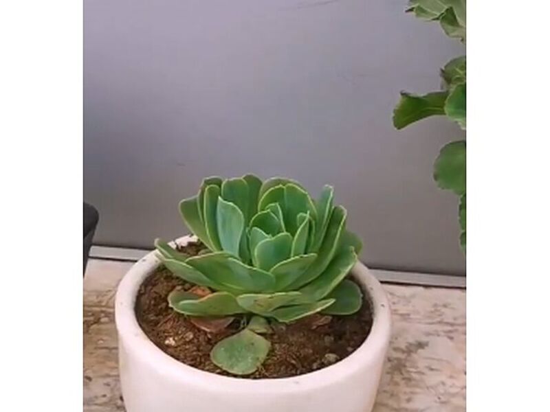 Maceta blanca pequeña México