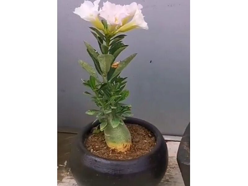 Maceta negra redonda México