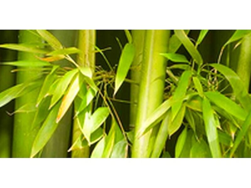 Fragancia bamboo México