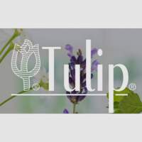 Tulip aromatics