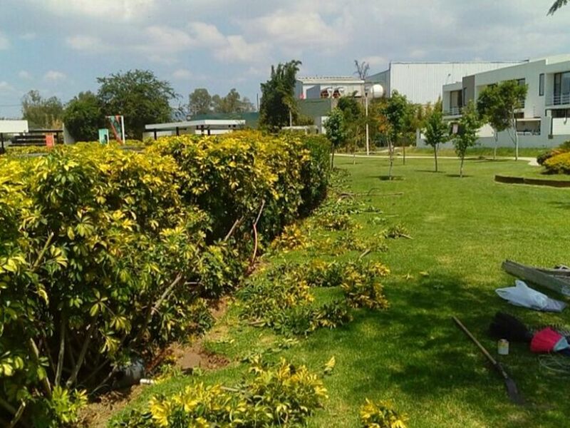 Poda Árboles Zapopan