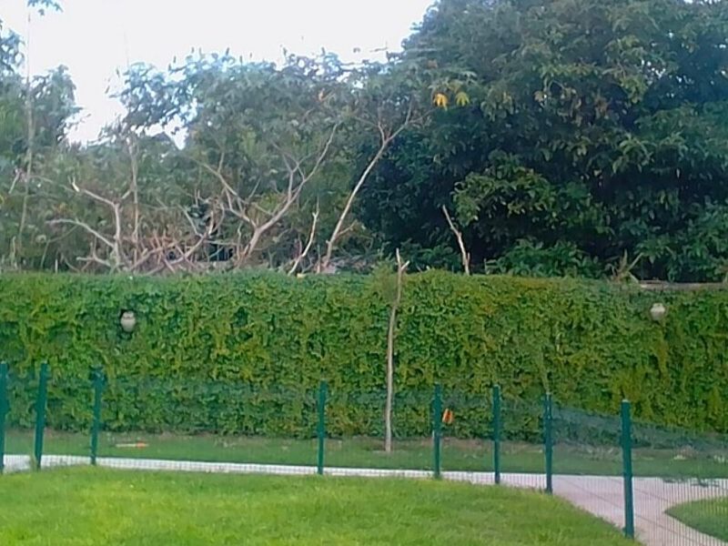 Diseño Paisajismo Zapopan