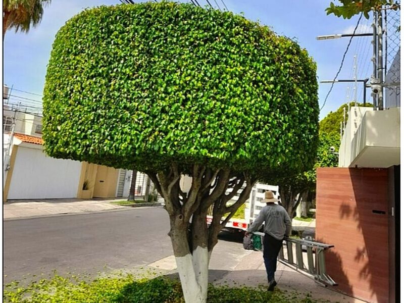 Poda Árboles Zapopan