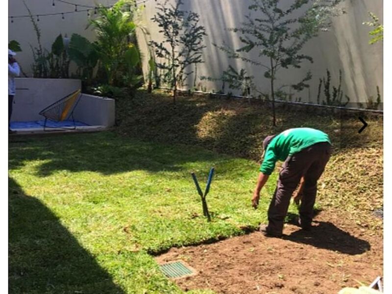 Instalación Pasto Rollo Zapopan