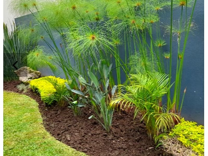 Diseño Jardines Zapopan
