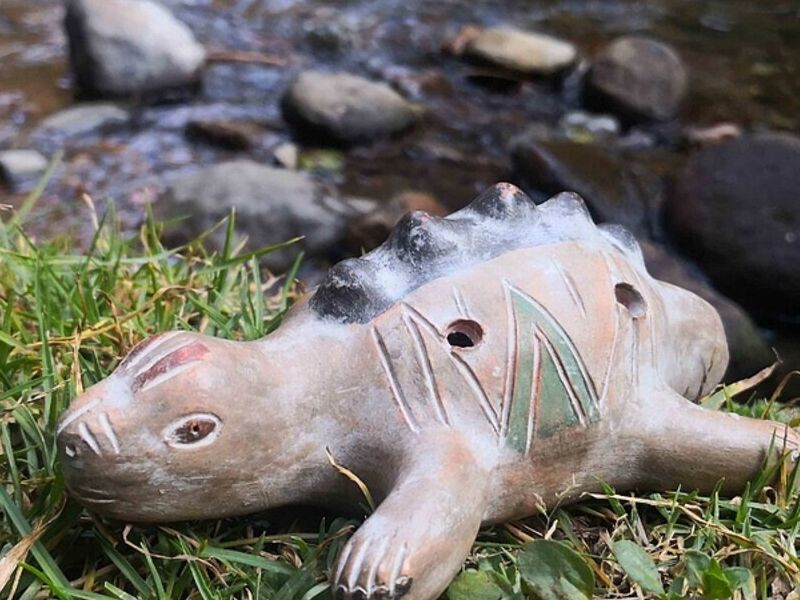 Tortuga barro Mexicali