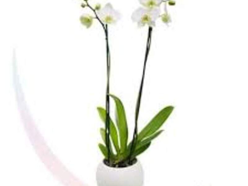 Romantic Orquídea Phalaenopsis México