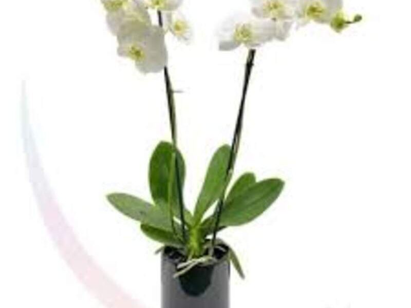 Adored Orquídea Phalaenopsis México