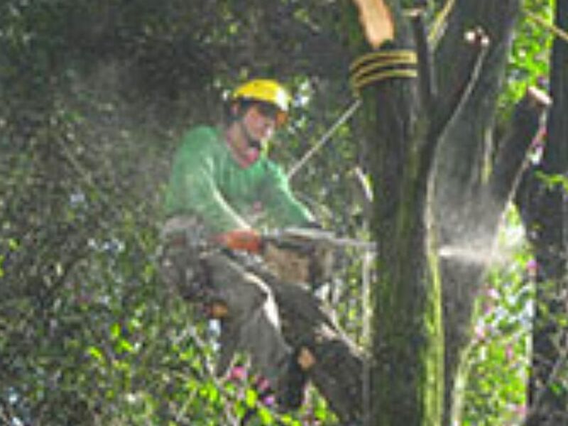 Poda Árboles Naucalpan