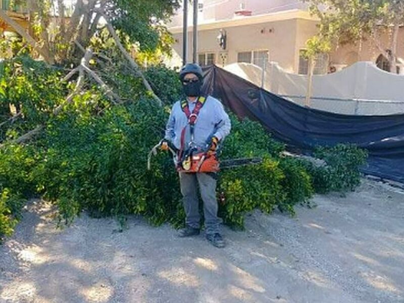 Poda Árboles Cuernavaca
