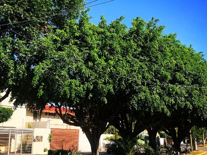 Paisajista 