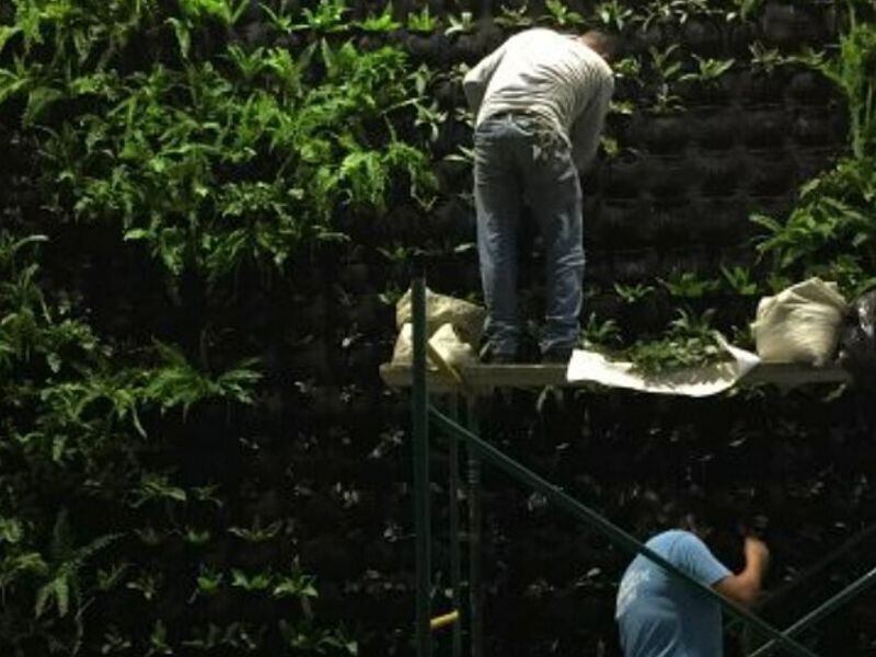 Jardines Verticales Tuxtla