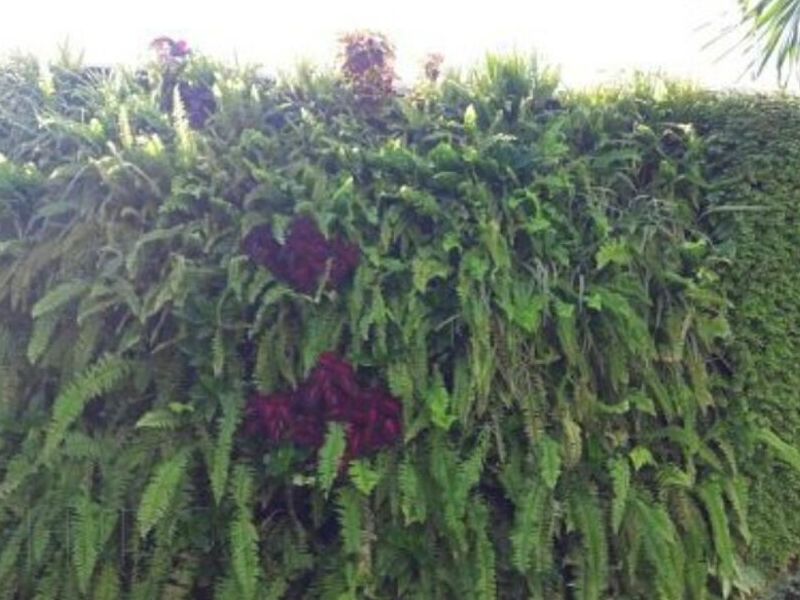 Jardines Verticales Naucalpan
