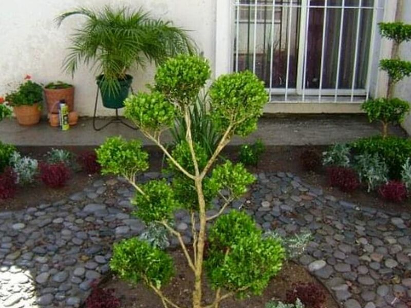 Diseño Jardines Torreón