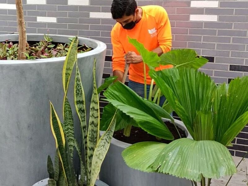 Mantenimiento Áreas Verdes Guadalajara