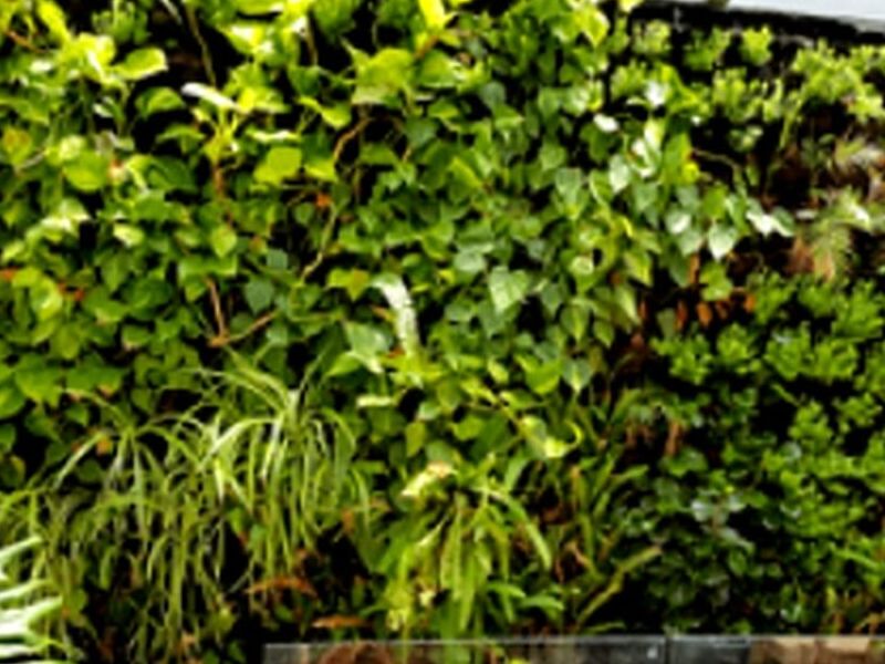 Muros Verdes Aguascalientes