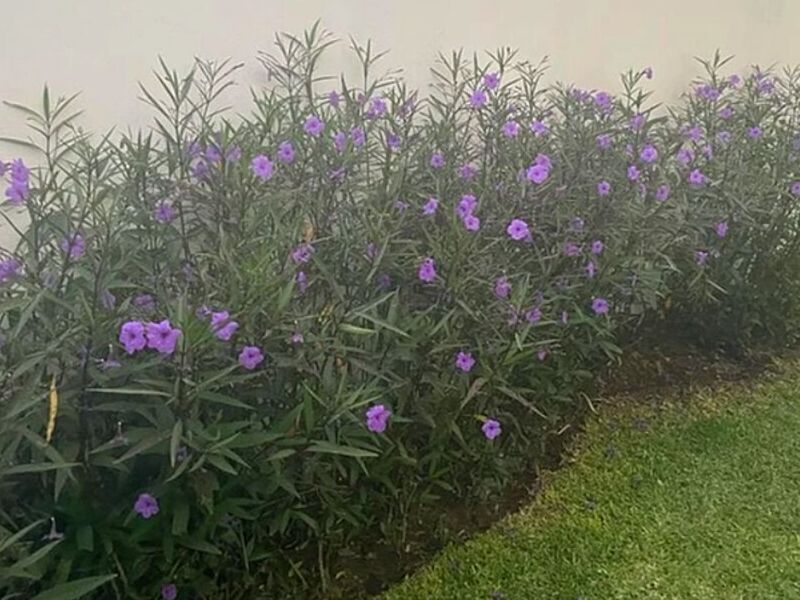 Diseño Jardines Toluca