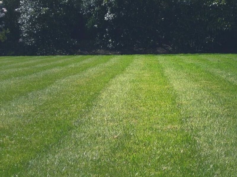Instalación Pasto Rollo Toluca