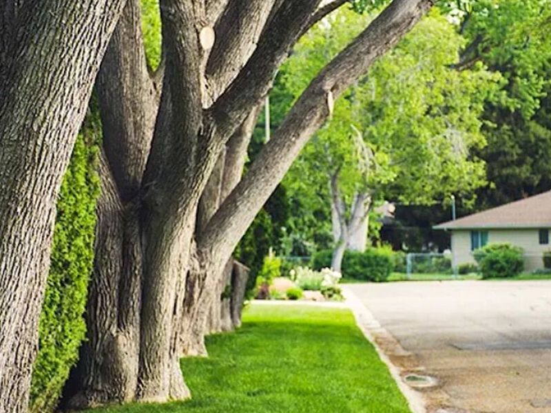 Diseño Jardines Querétaro