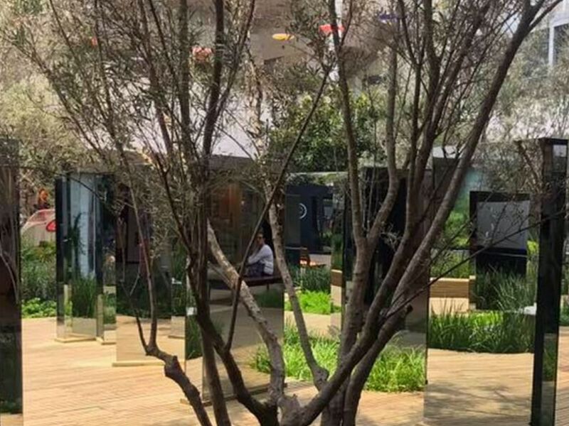 Poda Árboles Zapopan
