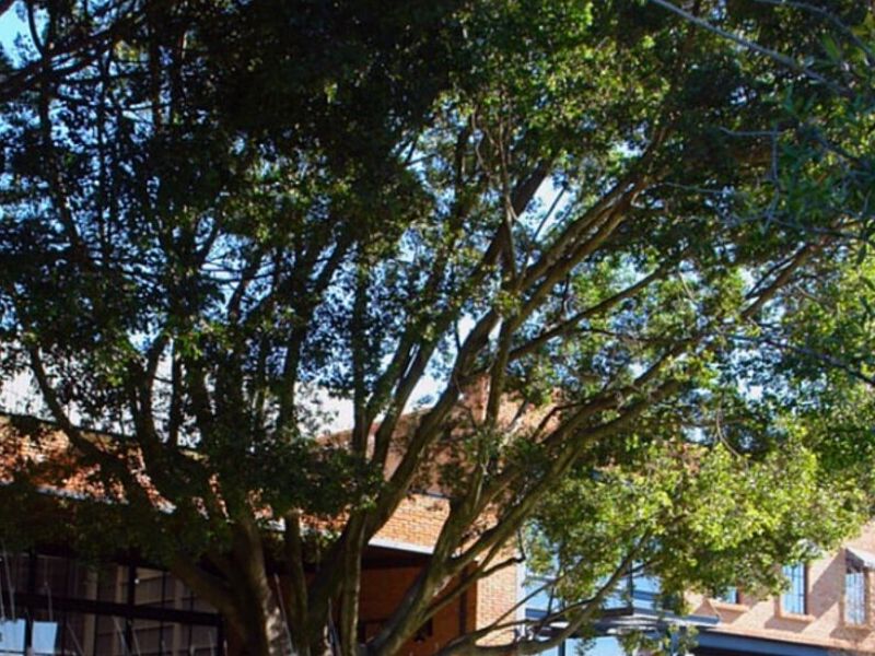 Poda Árboles Puebla